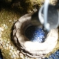 Hirte mit Flöte zu 12 cm