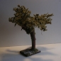 Wurzelbaum  mit lichtechtem Moos