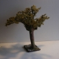Wurzelbaum  mit lichtechtem Moos