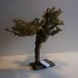 Wurzelbaum  mit lichtechtem Moos