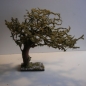 Wurzelbaum mit lichtechtem Moos