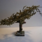 Wurzelbaum mit lichtechtem Moos