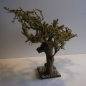 Wurzelbaum mit lichtechtem Moos