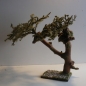 Wurzelbaum  mit lichtechtem Moos