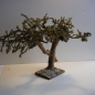 Wurzelbaum  mit lichtechtem Moos