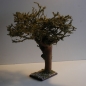 Schön gewachsener Wurzelbaum