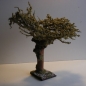 Schön gewachsener Wurzelbaum