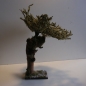 Schön gewachsener Wurzelbaum