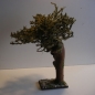 Schön gewachsener Wurzelbaum