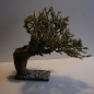 Schön gewachsener Wurzelbaum  ca. 33 cm