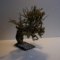 Schön gewachsener Wurzelbaum  ca. 33 cm