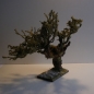 Schön gewachsener Wurzelbaum  ca. 33 cm