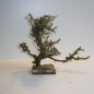 Schön gewachsener Wurzelbaum Höhe 22 cm