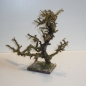 Schön gewachsener Wurzelbaum Höhe 22 cm