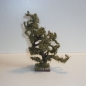 Schön gewachsener Wurzelbaum Höhe 20 cm