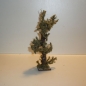 Schön gewachsener Wurzelbaum 24 cm