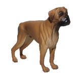 Hund stehend (Boxer) in wunderschöner natürlicher Ausstrahlung