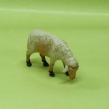 Schaf aesend