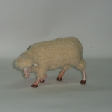 Wollschaf