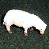 Schaf äsend