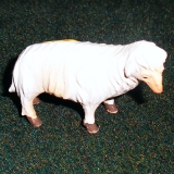 Schaf schauend