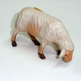 Schaf äsend
