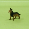 Hund stehend