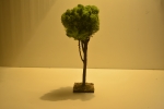Naturbaum (Islandmoos) 19 cm lichtecht