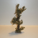 Schön gewachsener Wurzelbaum 24 cm